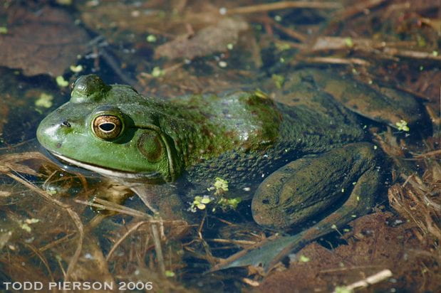 Tuleyome Tales: Bullfrog blight