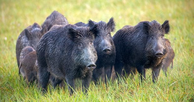 A rush to curb wild pig prevalence in California leaves conflicting groups speculating about the animal’s future