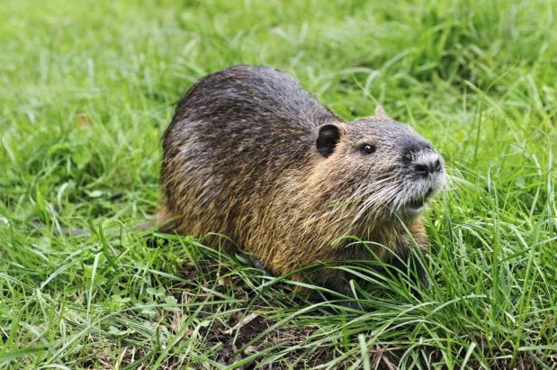 What are nutria? The invasive species affecting California’s waterways