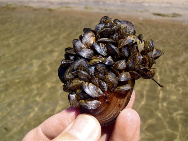 San Luis Obispo County uses dogs and more to inspect for invasive mussels in local lakes