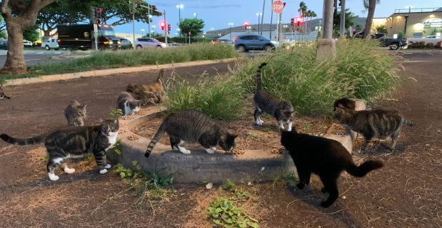 Hawaii’s Out-of-Control, Totally Bizarre Fight Over Stray Cats