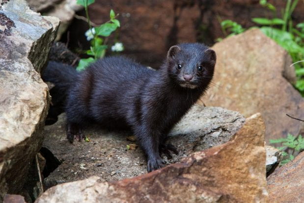Invasive Mink Eradicated from Parts of England by Using Scented Traps