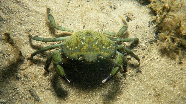 Invasive European Green Crabs Threaten Northwest Shellfish Industries