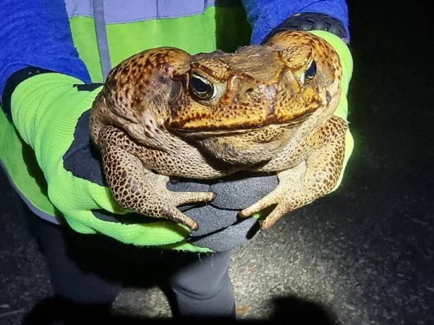 Toadbusters’ Take on Exploding Cane Toad Population in Queensland with Gloves, Bucket and Torch