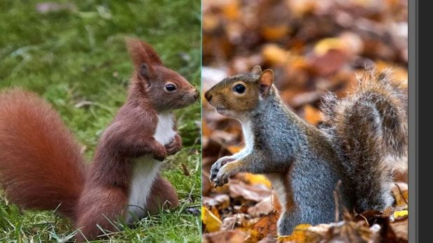 Grey Squirrel Cull not Necessary for Biodiversity, says Expert.